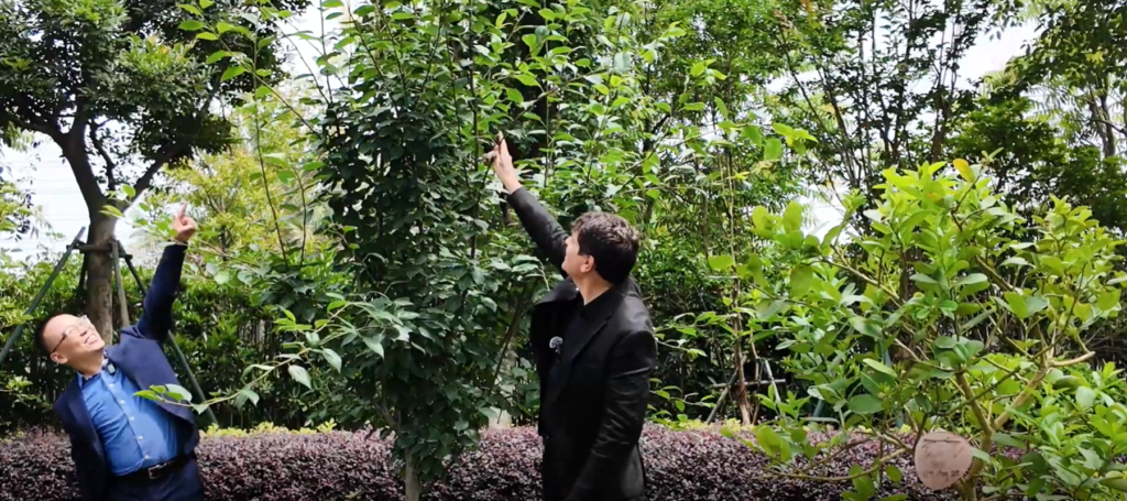 Plant Tree Fox ESS Fox App MSPD Africa